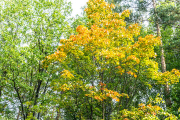 beautiful autumn forest in September, can be used for backgrounds, cards, wallpapers on PC and Smartphone