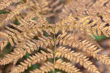 Old, withered fern, forest background