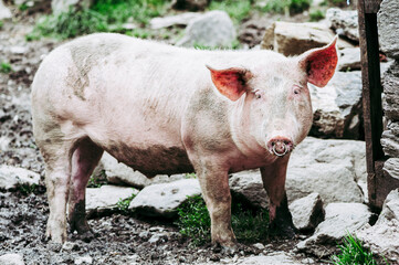 Portrait d'un joli cochon rose dans une ferme