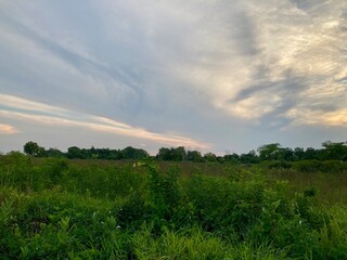 green field and sky at sunset