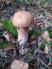 orange cap boletus