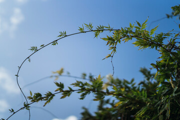 Plantas sobre cielo azul