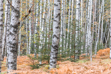 Birch forest, slender trunks, yellow foliage, autumn background