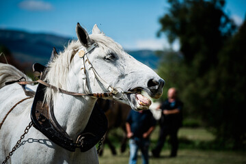 Portrait d'un cheval de traction agricole