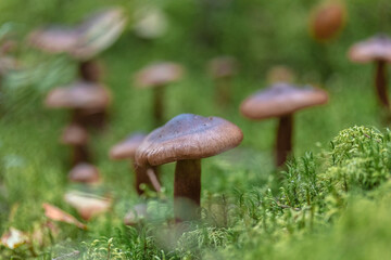 not edible brown mushrooms in the forest