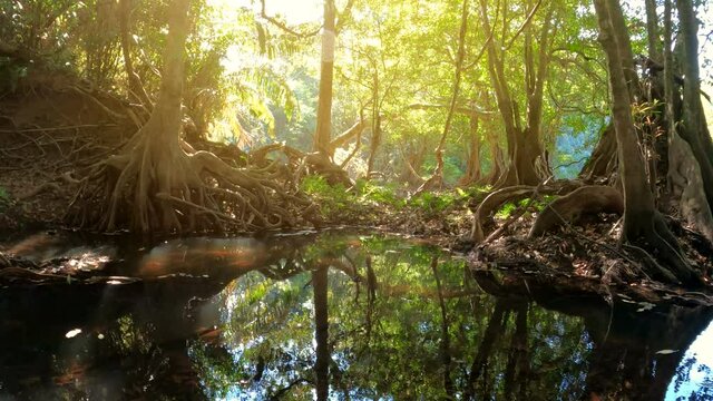 Jungle landscape with flowing river at deep tropical rain forest. Wild nature stock footage.