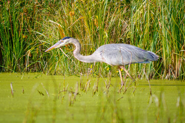 Great Blue Heron hunting for food in a lake in Wisconsin, selective focus, background and foreground blur
