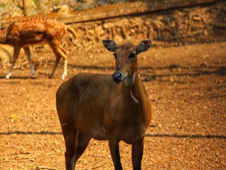 A Deer Without Horns Feeling lonely
