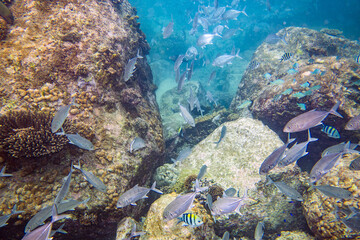 Underwater coral reef with fish in the Seychelles