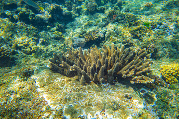 Underwater coral reef in the Seychelles