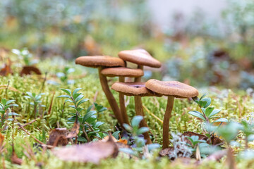 not edible brown mushrooms in the forest