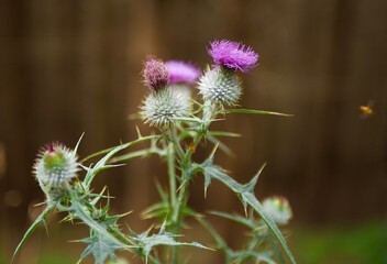 Giant beech tree and Cuìynara Cardunculus