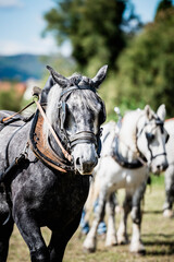 Portrait d'un cheval de traction agricole