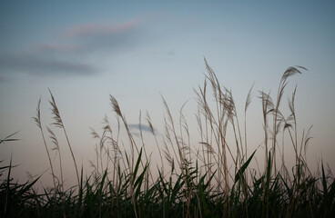 Wild grasses in a forest meadow at sunset. Beautiful autumn nature background