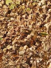 autumn leaves background