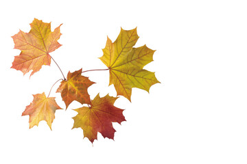 Naklejka na ściany i meble autumn leaves - isolated on a white 