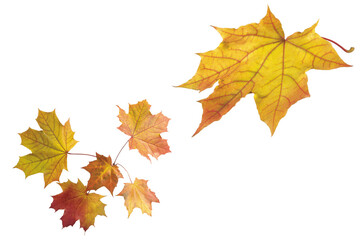 Naklejka na ściany i meble autumn leaves - isolated on a white