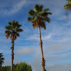 Fototapeta premium A pair of palm trees against a tropical sky 