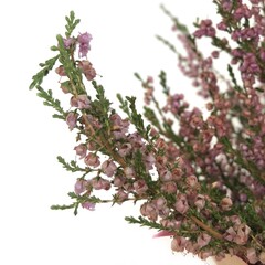 Close-up photography of an isolated lush branch of bloomy purple little flovers with small green leaves on the white background 