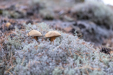 small mushrooms, edible brown mushrooms in lichen, deer moss.