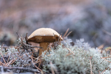 small mushrooms, edible brown mushrooms in lichen, deer moss.