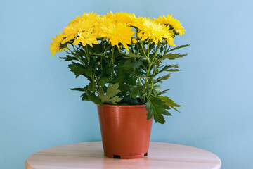 Granddess, yellow chrysanthemum, in a flowerpot on the table