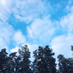 Obraz premium clouds and trees