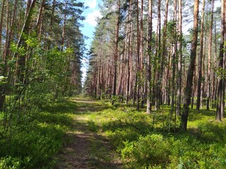 Obraz premium footpath in the forest
