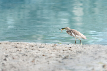 Heron in non breeding season plumage..Close up of pond heron catching shrimp with thick beak  at Phuket seashore ,side view.