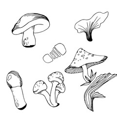 Seth ink doodle sketch autumn: mushrooms, leaves