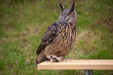 large eagle owl at a falconer demonstration