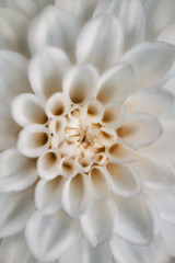 white dahlia