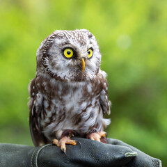 Obraz premium portrait of a little owl sitting on a falconer's glove