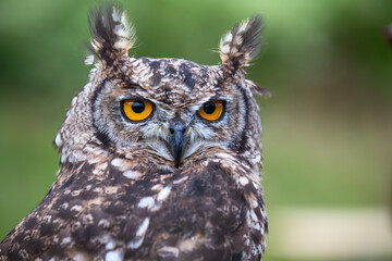 portrait of an owl with amber eyes isolated against a blurred background