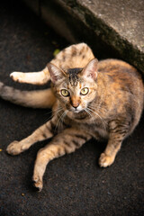 cat with hilarious pose looking to camera