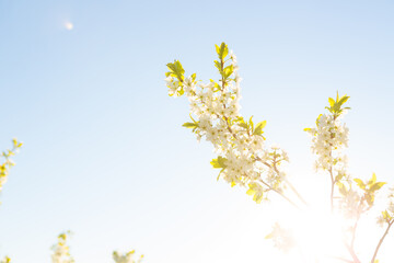 Flowers of the cherry blossoms on a spring
