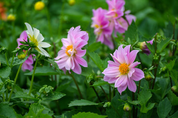 Cosmos flowers. Selective focus with shallow depth of field.