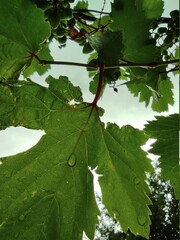 green leaves of a tree