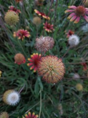 cactus in the garden