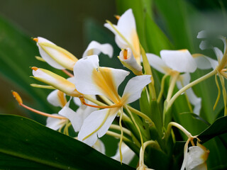 Beautiful white garland-lily or white ginger lily flowers, selective focus