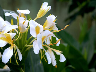 Fototapeta na wymiar Beautiful white garland-lily or white ginger lily flowers, selective focus