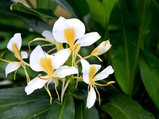 Fototapeta na wymiar Beautiful white garland-lily or white ginger lily flowers, selective focus