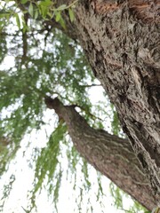 Obraz premium Tree