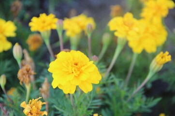yellow flowers in the garden