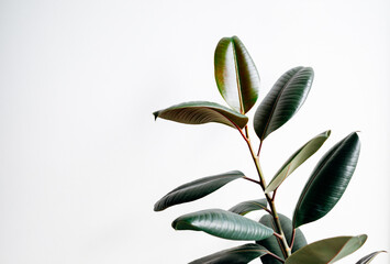 rubber plant on white background