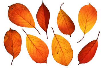 collection of autumn leaf closeup objects in details, bright and colorful, white background isolated, macro photo, depth of field entire object