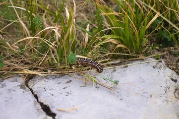 A colorful caterpillar that will soon become a butterfly is eating leaves (Marche, Italy, Europe)
