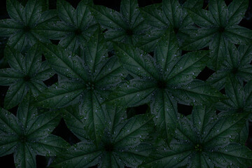 Dew and Green leaves background.Green leaves color dark tone after raining in the morning.Tropical Plant , environment,fresh,photo concept nature and plant.