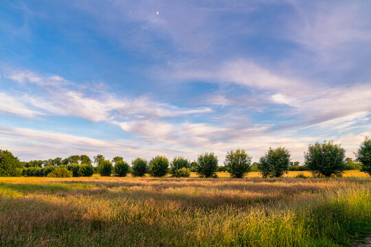 landscape with trees and blue sky and clouds