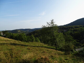 Fototapeta premium landscape with trees